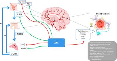 Research progress on classical traditional chinese medicine formula xiaoyaosan in the treatment of depression